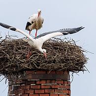 Storchennest