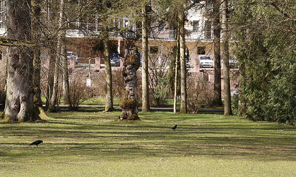 Vögel genießen die Sonne im Kurgarten