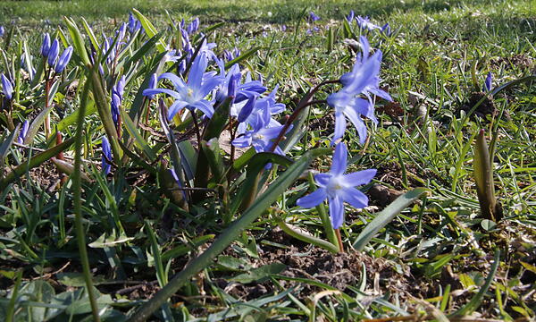 Die ersten Blumen blühen im Kurgarten