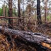 Waldbrand bei Erlangen