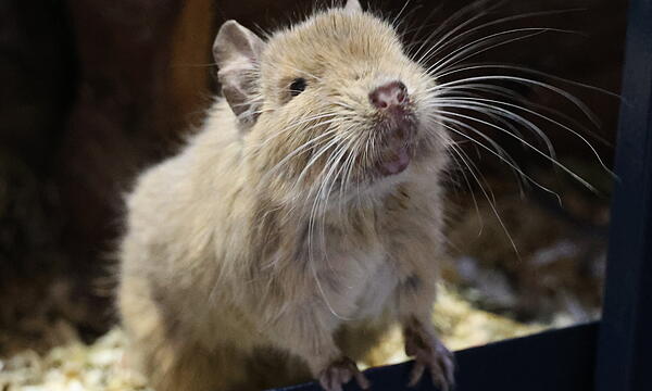 Degu-Tiere suchen ein neues Zuhause
