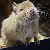 Degu-Tiere suchen ein neues Zuhause