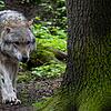 Ein Wolf hat im Truppenübungsplatz Wildflecken in der Rhön mehrere Schafe gerissen. Allerdings waren die Tiere nicht ausreichend geschützt (Symbolbild). Ein Wolf hat im Truppenübungsplatz Wildflecken in der Rhön mehrere Schafe gerissen. Allerdings waren die Tiere nicht ausreichend geschützt (Symbolbild). 