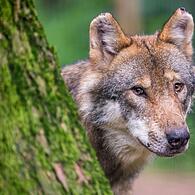 Tierschützer fordern Rücknahme der Wolfsverordnung