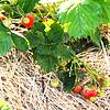Strohunterlage für Erdbeeren