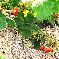 Strohunterlage für Erdbeeren