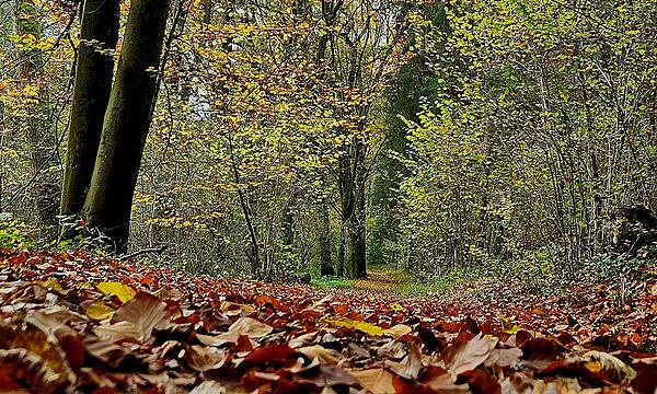 LaubteppichHerbstimpressionen