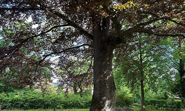 Der neue Contakt-Garten in Coburg soll Lust auf Umwelt- und Naturschutz machen.