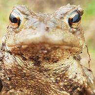 Eine Erdkröte – nun sind die Tiere wieder unterwegs.