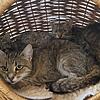 Anomal Hoarding Katzen Animal Hoarding Katzen