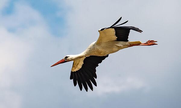 Der Storch gehört zu den Arten, die sich in einer Welt voller Veränderungen behaupten konnten