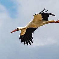 Der Storch gehört zu den Arten, die sich in einer Welt voller Veränderungen behaupten konnten