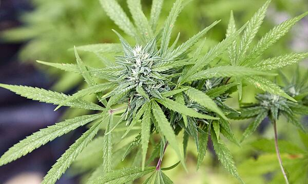 Cannabispflanze