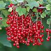 Johannisbeeren schmecken Groß und Klein. Johannisbeeren schmecken Groß und Klein.