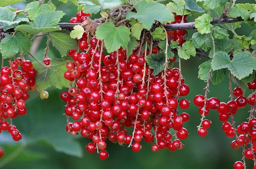 Johannisbeeren schmecken Groß und Klein.