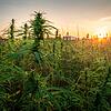 Hanf am Fuße der Bamberger Altenburg: Die Teillegalisierung durch Cannabis wird den Umgang mit dem Kraut verändern