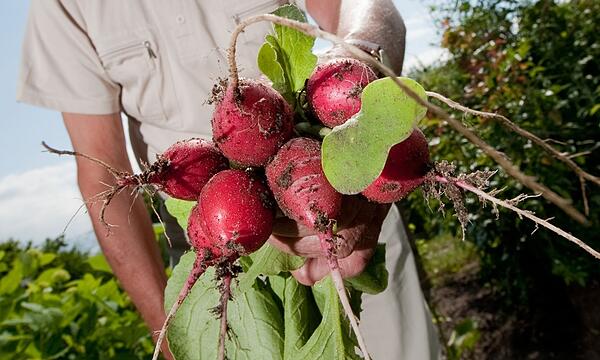 Mann erntet Radieschen im Garten