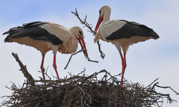 Storchenpaar baut ihr Nest in Bäumen.Storchpaar in Schweighof