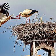 Stegauracher Störche im Familienglück: Offenbar zeigten sich die beliebten Vögel unbeeindruckt von dem Baukran direkt unter ihrem Nest. Die frisch gebackenen Storcheneltern wechseln sich ab mit der Nahrungsbeschaffung für den hungrige Nachwuchs.