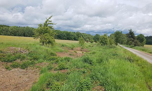 Heckenpflege und Anlage der Feuchtmulden.