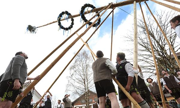 Maibaum wird traditionell aufgestellt