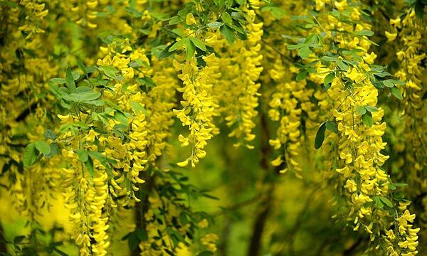 Goldregen ist mit seinen gelben, hängenden Blüten eine Zierde im Garten und kann bis zu zehn Meter hoch werden. So schön wie die Pflanze ist, so gefährlich ist sie auch: Goldregen gehört zu den giftigsten Gewächsen Deutschlands. In den Blättern, Blüten und in den bohnenförmigen Samen der Pflanze ist der Giftstoff Cystin enthalten. Für Kinder können bereits 15 bis 20 Samen tödlich sein.