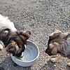 Wassernäpfe für Hunde in Coburg Wassernäpfe für Hunde in Coburg