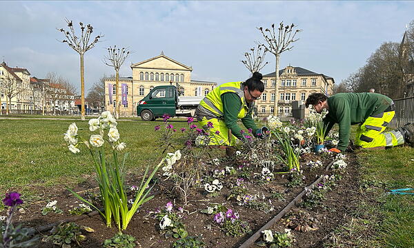 Mitarbeitende des Coburger Grünflächenamts bepflanzen das Rondell auf dem Schlossplatz.