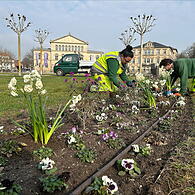 Mitarbeitende des Coburger Grünflächenamts bepflanzen das Rondell auf dem Schlossplatz.
