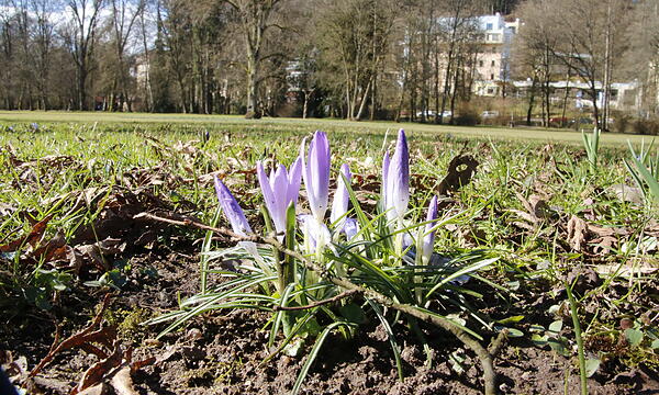 Die ersten Blumen blühen im Kurgarten