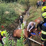 Die Feuerwehr, das THW und eine Tierärztin retten im Jahr 2024 ein panisches Pferd in Uttenreuth.