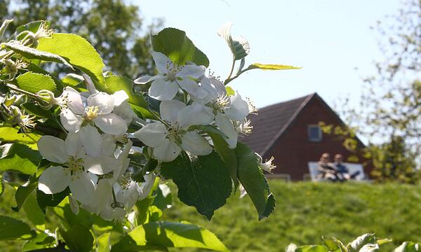Obstblüte im Alten Land bei Jork