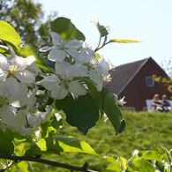 Obstblüte im Alten Land bei Jork
