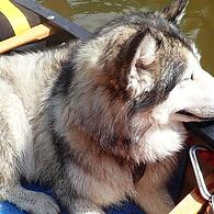 Mara wurde im Sommer 2022 auf den Mainwiesen bei Knetzgau von einem Jäger erschossen.
