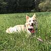 Harzer Fuchsmix Stella ist fast sechs Jahre alt. Harzer Fuchsmix Stella ist fast sechs Jahre alt.