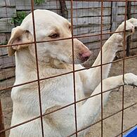 Hund