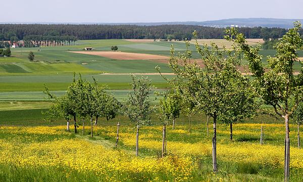 Streuobstwiese
