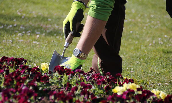 Andreas Munack, Gärtnermeister der Bayer. Staatsbad Bad Kissingen GmbH pflanzt im Rosengarten ein Veilchen ein.