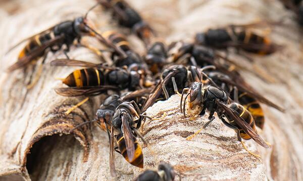Asiatische Hornissen sitzen auf ihrem Nest.