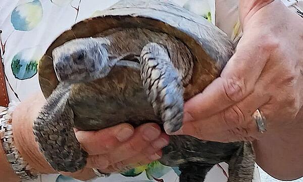 100-Jährige Schildkröte auf Abenteuerreise