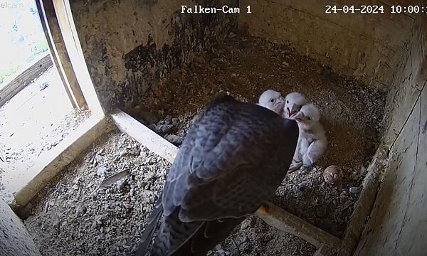 So klein waren die drei Falken noch vor einer Woche.