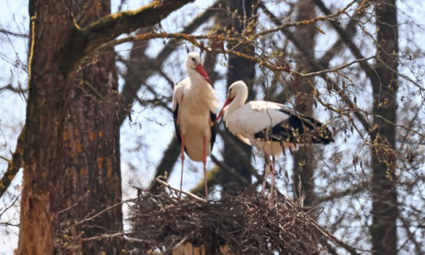 Storchenpaar baut ihr Nest in Bäumen.Storchpaar in Schweighof