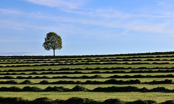 Grasschnitt im Allgäu