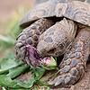 Maurische Landschildkröte
