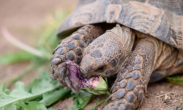 Maurische Landschildkröte