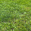 Wiese (Symbolfoto)