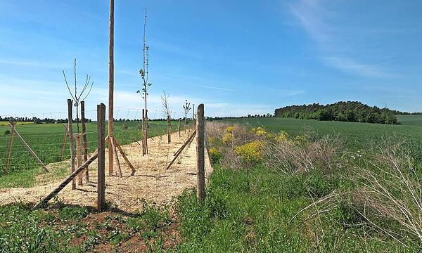 Der Blühstreifen neben den Sträuchern bietet Insekten Lebensraum solange die Sträucher noch jung sind.