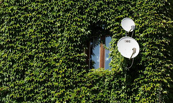 Die Rankpflanze Efeu zählt zu den giftigen Pflanzen und kann beim Verzehr größerer Mengen gefährlich sein. Auch das Berühren einzelner Pflanzenteile kann Hautausschläge verursachen. Wirklich gefährlich sind vor allem die Beeren des erwachsenen Efeus, die am Efeu ab einer gewissen Wuchshöhe entstehen.