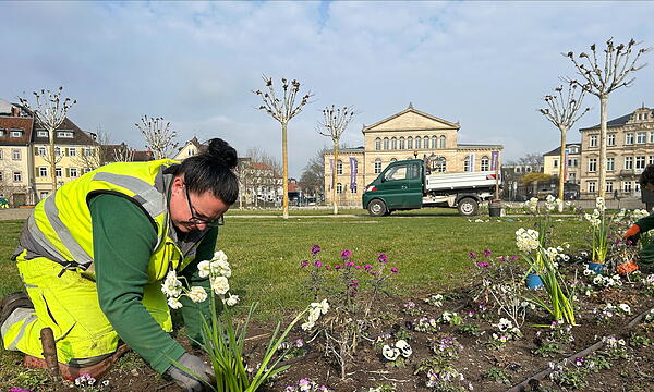 Eine Mitarbeiterin des städtischen Grünflächenamts bepflanzt das Rondell auf dem Coburger Schlossplatz.