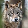 Landesamt für Umwelt: Es war kein Wolf. Landesamt für Umwelt: Es war kein Wolf.